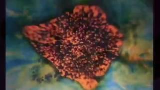 Don't Get Lost [album track] - The Brian Jonestown Massacre