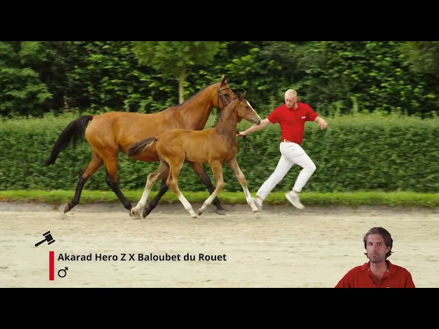 Ardon v/d Horzik