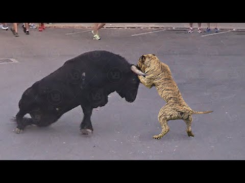 Only These Dogs Can Face A Toro Bravo