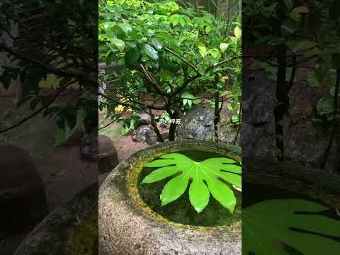 機能的で美しく、耐久性のある雨の庭を作るにはどうすればよいでしょうか?初心者向けの無料ガイド！  庭園