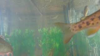 SMHS Trout Cam live webcam