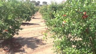 Get 15 kgs pomegranate per plant (5 tons per acre) with only 4 liters a day.
