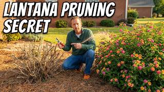 Prune Lantana Right and Watch It Explode With Blooms