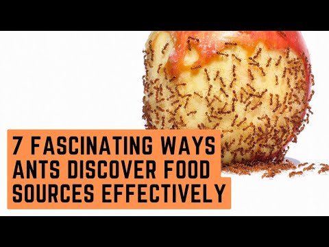 7 Fascinating Ways Ants Discover Food Sources Effectively