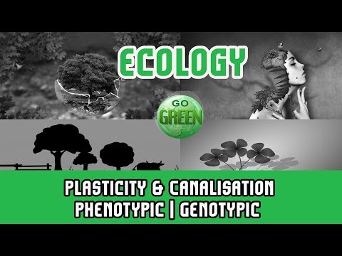 Canalization, Developmental Stability, and Phenotypic Plasticity