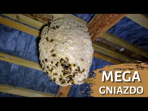 Big hornet nest - removal of a hornet nest - hornet attack - hornet nest in the attic