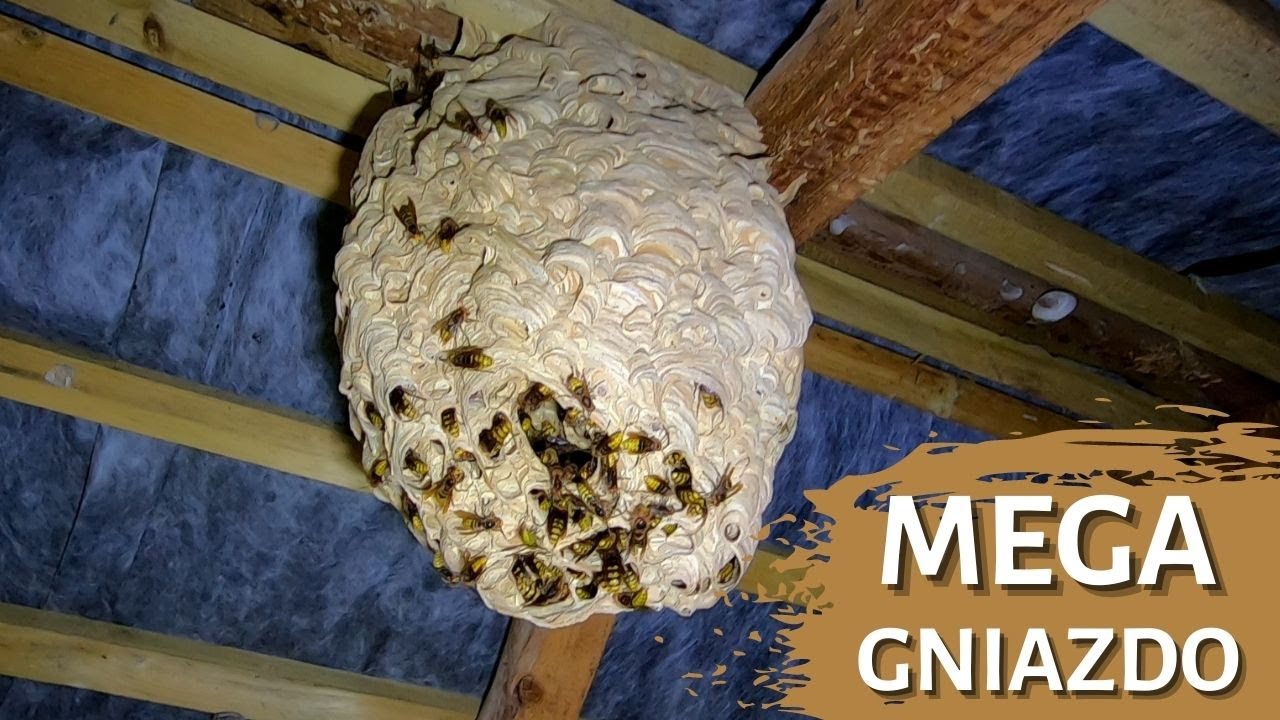 MEGA GNIAZDO SZERSZENI - usuwanie gniazda szerszeni - atak szerszeni - gniazdo szerszeni na poddaszu