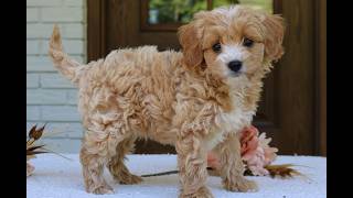 Video preview image #1 Cavapoo (Miniature) Puppy For Sale in NARVON, PA, USA