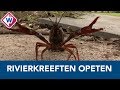 Haagse VVD heeft oplossing voor rivierkreeftenplaag