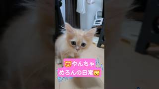 😸カメラに突撃+ママの靴下で遊ぶめろんが面白すぎる😸＃ミヌエット＃子猫