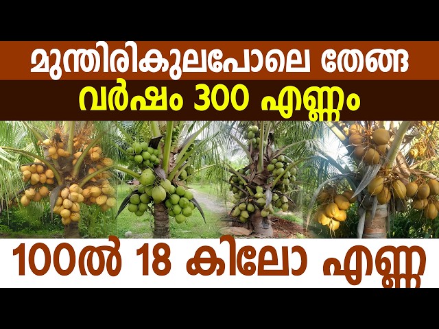 കീടബാധയില്ല, രോഗങ്ങളില്ല! വർഷത്തിൽ 300 തേങ്ങ തരുന്ന അത്ഭുത തെങ്ങ് |  No pests, no diseases! The miracle coconut tree that yields 300 coconuts a year |