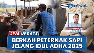Bahagianya Peternak Sapi Mojokerto, Kebanjiran Pesanan Jelang Idul Adha 2025: Dibeli Presiden Juga