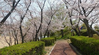 錦が丘中央公園　桜