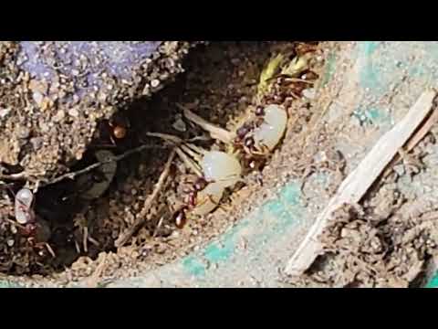 Ant Colony Found in Termite Bait Station in...
