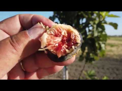 De Tres Esplets Fig (update) and the Ant Battle!