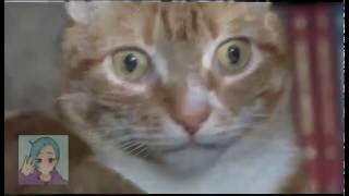 Cat has Vietnam flashback