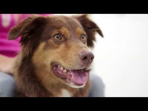 Vetmeduni Vienna: Clever Dog Lab - deutsch