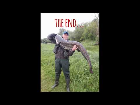 SUM 132cm NA SPINNING!!!!! NAREW 2020!!!! / Towing catfish on the Narew river!!!!! 2020!!!! Spinning