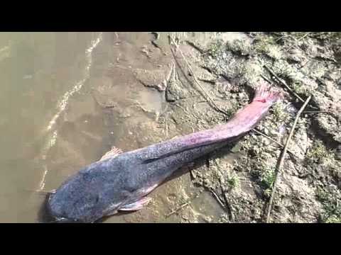 African Sharptooth Catfish on popping cork and lure