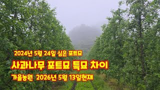 사과나무 심기 포트묘와 일반묘목의 차이 5월 에 심은 포트묘목 잘자랐을까요? 괴산가을농원