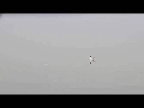 pole namiotowe niegocin