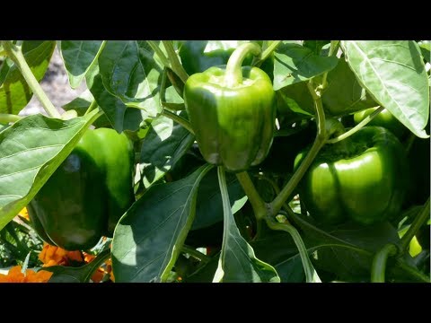 Permaculture Garden: Summer 2019, East Side Dining Permaculture Gardens in Full Bloom