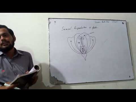 In Ghazali School 79jb/Sexual Reproduction in Flower /How to teach the children  Grade 5/