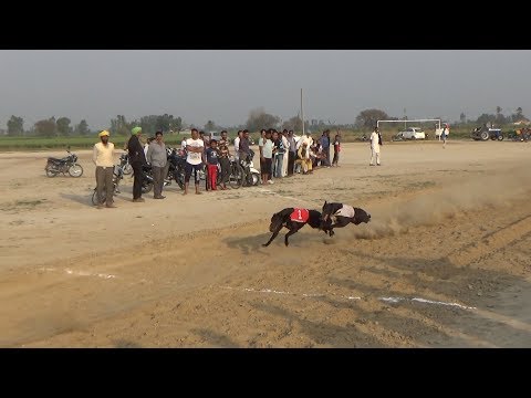 Pind Rampur Sunra dogs race winner is Paramjit Singh hundal first price 15000with trophy date19/3/19