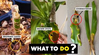 How to save a dying corn plant