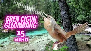 Download lagu 15 Menit Masteran Cigun Ngebren Gelombang Tawon Jeda Suara Air mp3 Download lagu 15 Menit Masteran Cigun Ngebren Gelombang Tawon Jeda Suara Air mp3