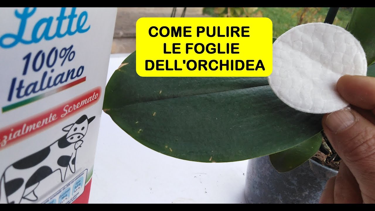 COME PULIRE LE FOGLIE DELL'ORCHIDEA
