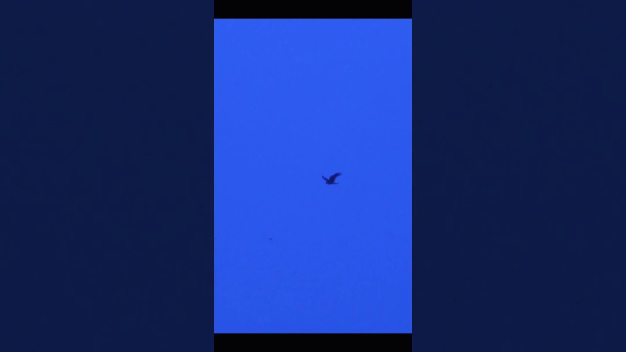 independent eagle excited and flying #eagle #shorts