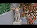 Hungry Stray Cat Meowing Helplessly Asks For Food