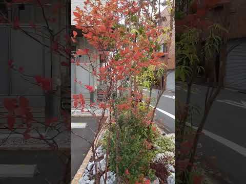 四季折々の低木、あなたにぴったりなのはどれ？成長が早く、一年中開花するもの！  庭園