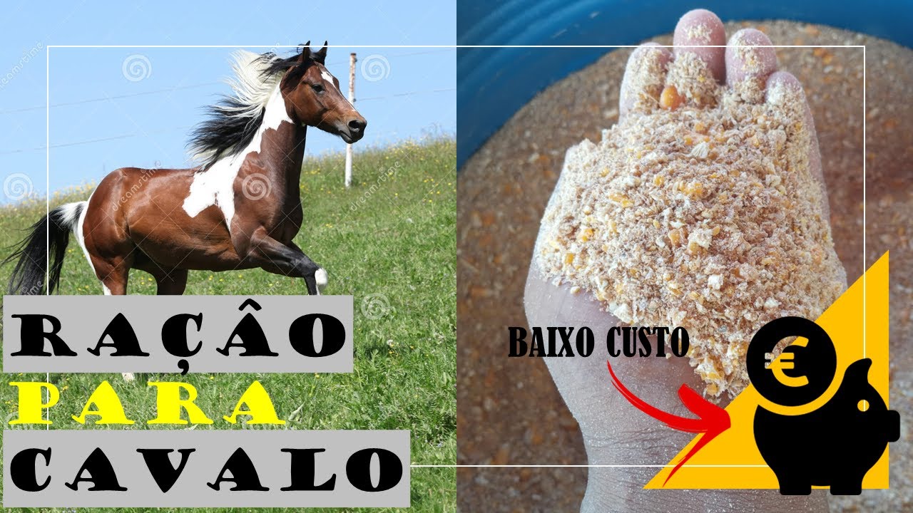 RAÇÃO PARA CAVALO DE BAIXO CUSTO| Dia a dia na roça [🍃]