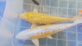 Koi balığı üretimi - koi fish production