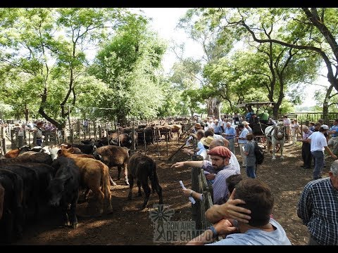 Resumen del remate de Hugo R. Aristegui - Miércoles 13 de noviembre de 2019 - Cachari