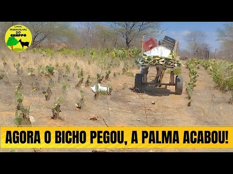 SECA BRABA NO CARIRI! Acabou a Palma e o Silo… Agora é Fé em Deus pelas Chuvas 🙏🌵