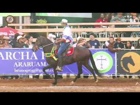 top 10 mehores  cavalos de marcha picada