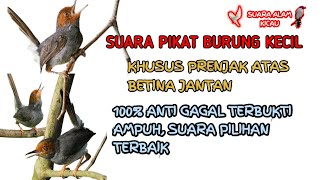 Download lagu Suara pikat burung kecil paling ampuh | Anti Gagal Khusus Prenjak Atas Betina Jantan mp3