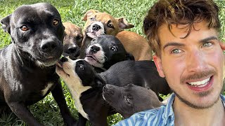Rescue Dog Finally Saw Her Puppies Again… and Her Reaction Broke Me