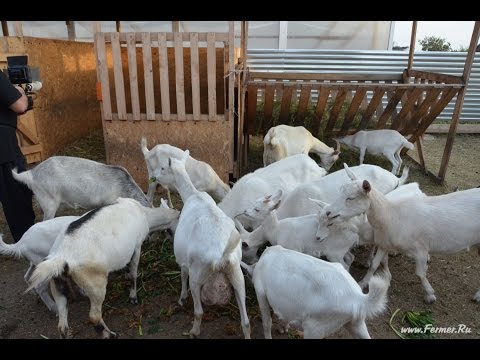 Содержание коз в ЛПХ Марины Каманиной