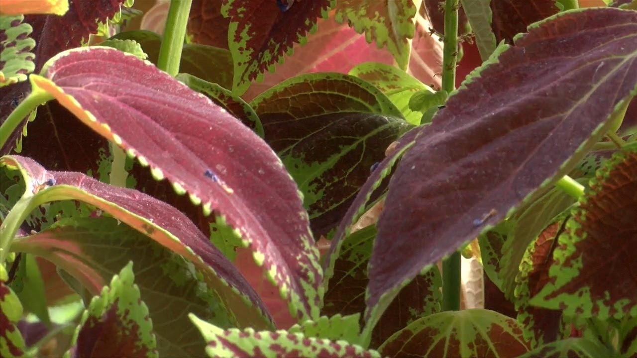 5th Annual Paws Patio Food Fest Returns to Intercontinental Miami