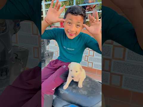 Puppy Ko Bachcha Liya 🥰👍 #shorts #thebnfamily #funny