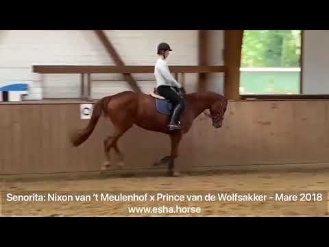 Senorita: NIXON VAN ´T MEULENHOF x PRINCE VAN DE WOLFSAKKER