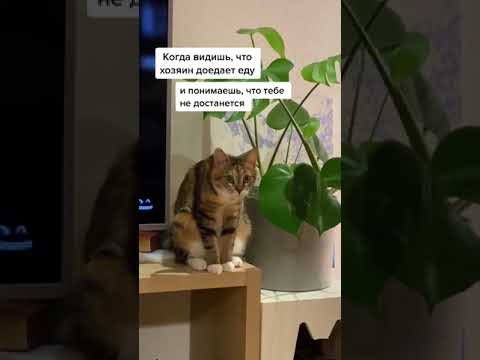 Smart Dog and cat cute #shorts #5977