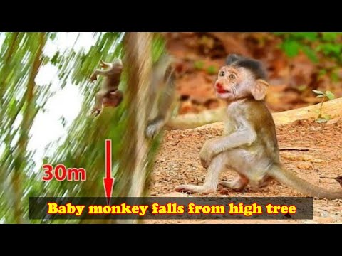 The baby monkey accidentally fell from a tall tree, so pitiful.
