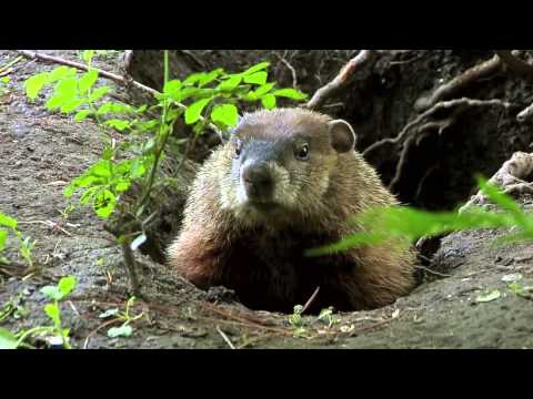 True Facts About the Groundhog