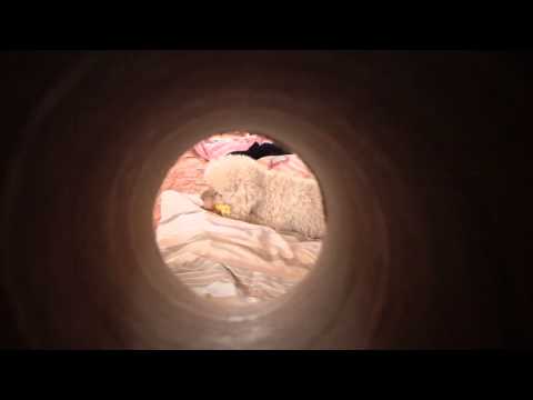 intaiu maju e sarbatoare pt.clasa muncitoare