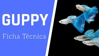 😱Características más comúnes del pez guppy🐠[2025]